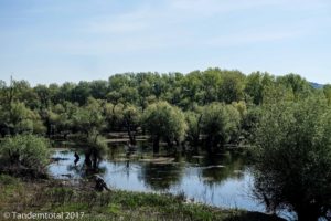 Auen entlang der Donau