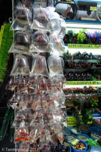 Tütenweise Fische zum mitnehmen